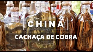 Cachaca chinesa de cobra  Chinese snake wine [upl. by Retep]