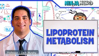 Metabolism  Lipoprotein Metabolism  Chylomicrons VLDL IDL LDL amp HDL [upl. by Nehgem277]