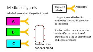 Alevel Biology Uses of monoclonal antibodies [upl. by Siddra]