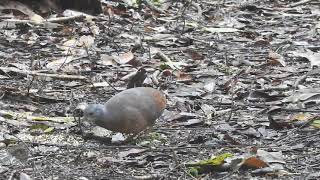 Little Tinamou  Crypturellus soui  Tinamu chico [upl. by Aiciram]