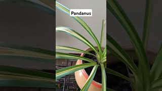 Pandanus PlantScrew Pine ornamentalplant lookingbeautiful Rajshreecreation2024 [upl. by Eldora]