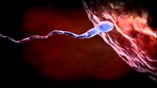 Scientific proofs Lead To Islam  The Quran On Embryology [upl. by Adnohser]