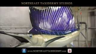 Northeast Taxidermy Studios  Sailfish Mounts [upl. by Etrem]