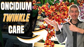 ONCIDIUM TWINKLE CARE [upl. by Nomzed]