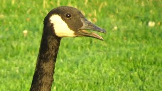 Canada Geese HONKING WARNING Each Other [upl. by Anuahsat]