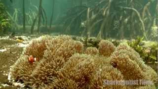 Yenbramuk Reef Mangrove Forest Raja Ampat [upl. by Krug]