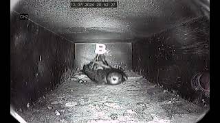 Box B 20240713 2053 3 chicks fed by 2 parents [upl. by Navert]