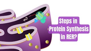 Membrane and Secretory Proteins synthesize in Endoplasmic reticulum Step wise explanation [upl. by Duester415]