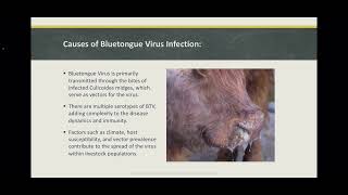 Bluetongue Virus in Sheep and Cattle [upl. by Rosen]