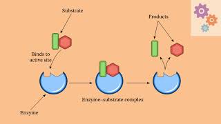 MECHANISM OF ENZYME ACTION [upl. by Pietje777]