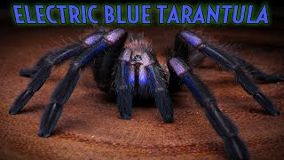 NEW TARANTULA Chilobrachys natanicharum formerly sp Electric Blue [upl. by Akimat]