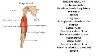 Triceps brachii and Anconeus muscle [upl. by Derfiniw]