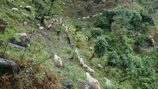 pindari glacier trek ❤️ [upl. by Erdied]