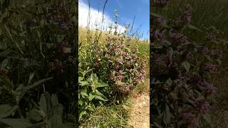 Phlomis herbaventi L aguavientos [upl. by Atikir]