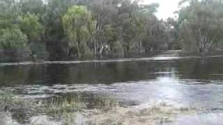 Murrumbidgee River flooding in Darlington Point [upl. by Nadual]