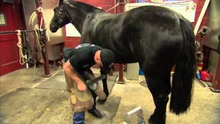 US Army farrier Charles Morrison shoes a horse [upl. by Uase240]