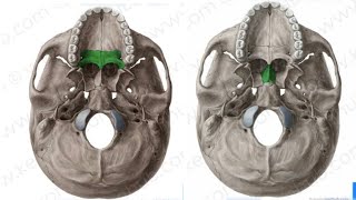 Vomer and palatine bone  الميكعة وعظم الحلق [upl. by Darla]