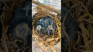 Baby Pigeon Care🕊️birdifarm birds short pigeon care [upl. by Nnyleahs110]