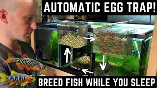 HOW TO BREED HUNDREDS OF NANO FISH AUTOMATICALLY EASY TUTORIAL [upl. by Tnecnivleahcim]