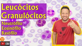 Leucócitos Granulócitos  Neutrófilo  Eosinófilo  Basófilo  Sangue  Tecido Sanguíneo [upl. by Mcguire]