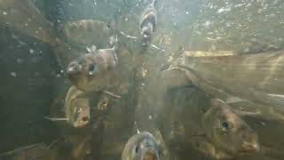 River Herring in the Parker River Fish Ladder at the Woolen Mills May 2024 [upl. by Hairehcaz]