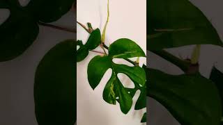 Monsteras update houseplants terrariumlove indoorplants subscribe aquarium terrariums [upl. by Hernando]