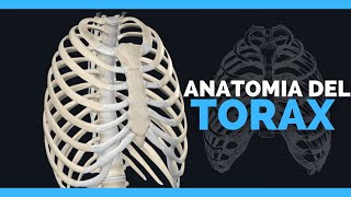 ✅ANATOMIA DEL TORAX  HUESOS COSTILLAS Y CARTILAGOS  Anatomia en Enfermeria [upl. by Aibun]