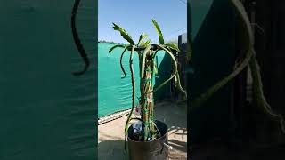 RED DRAGON FRUIT HYLOCEREUS POLYRHIZUS [upl. by Dunston]