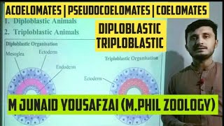 Diploblastic  Triploblastic  Acoelomates  Pseudocoelomates  Coelomates kingdomofbiology777 [upl. by Nylsirhc]