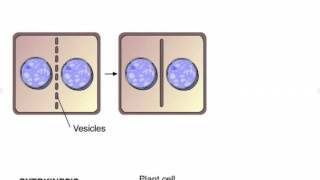 Cytokinesis in Plants and Animals [upl. by Arymas273]