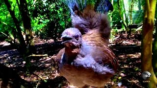 What Makes the Lyrebird Natures Best Mimic [upl. by Efrem]