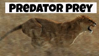 Predator Prey Interactions  Basic Ecology [upl. by Darby387]