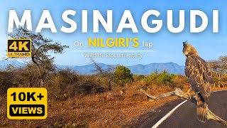 On Nilgiris Lap  Masinagudi  Mudumalai forest  4K UHD  Wildlife Documentary [upl. by Arnoldo508]