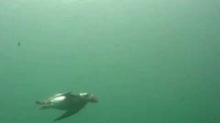 Puffin underwater [upl. by Riha787]