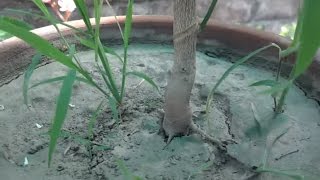 How To Bonsai  Lemon Tree Starting a Bonsai  Wireing The Bonsai Tree Part3 UrduHindi [upl. by Drus]