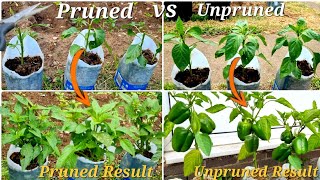 Pruned vs Unpruned Bell Pepper Plants  Topping Pruning Pepper Comparison With Update Contest Video [upl. by Zubkoff146]