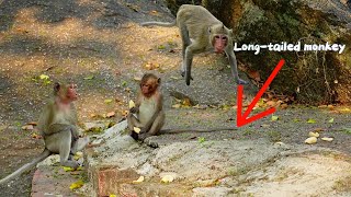 Longtailed monkey species live in the mountains [upl. by Igig479]