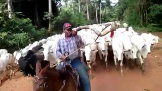 Meu amigo Juliano Nunes tocando berrante no Mato Grosso do sul [upl. by Dimitry]