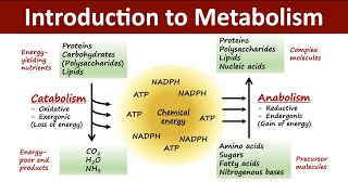 Introduction to Metabolism  Catabolism Vs Anabolism  Biochemistry [upl. by Hobart]