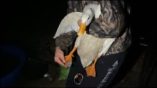 Treating My Ducks Bumblefoot [upl. by Bryant591]