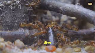 Ants vs Termites Key Differences Explained [upl. by Genevieve]