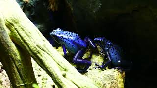 Dendrobates Tinctorius Azureus Calling [upl. by Hankins431]