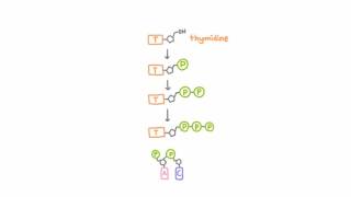 AntiHerpetic Drugs  How They Work [upl. by Aerdnu]