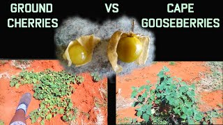 Identifying Plant Types  Cape Gooseberry Vs Ground Cherry [upl. by Goebel802]