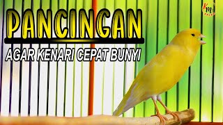 KENARI GACOR PANJANG COCOK BUAT PANCINGAN KENARI MACET AGAR CEPAT BUNYI GACOR [upl. by Jarin]