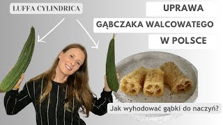 Uprawa gąbczaka walcowatego luffa  czy wyszły z tego gąbki [upl. by Ellebanna263]