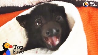 Crying Baby Bat Reunited with Mom  Other Baby Animal Rescues  The Dodo Top 5 [upl. by Rissa]