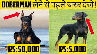 Doberman price in India 2020  Doberman price difference Wholesale dog market galiff street [upl. by Dyal]