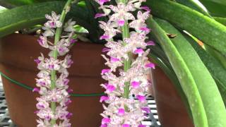 Rhynchostylis retusa [upl. by Ecnedurp]