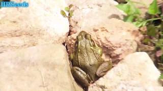 How many frogs do i have in my pond 2019 [upl. by Gratiana]